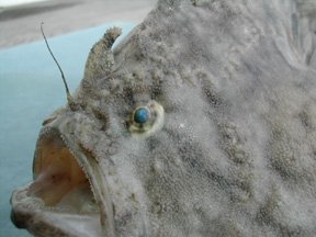 Fowlerichthys radiosus - Antennarius radiosus (Big-Eyed frogfish - Grossaugen Anglerfisch)