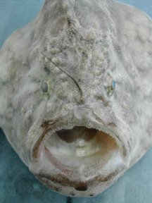 Fowlerichthys radiosus - Antennarius radiosus (Big-Eyed frogfish - Grossaugen Anglerfisch)