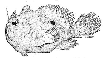 Fowlerichthys radiosus - Antennarius radiosus (Big-Eyed frogfish - Grossaugen Anglerfisch)