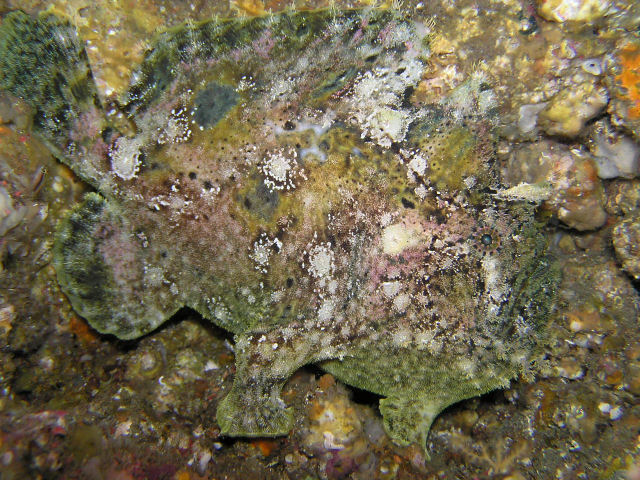 Fowlerichthys scriptissimus - Antennarius scriptissimus(Scripted Frogfish - "Gestrichelter" Anglerfisch)