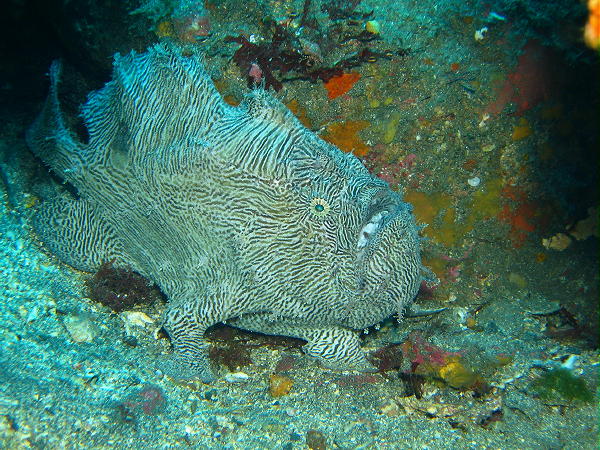 Fowlerichthys scriptissimus - Antennarius scriptissimus(Scripted Frogfish - "Gestrichelter" Anglerfisch)