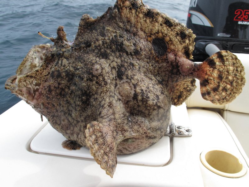 Fowlerichthys senegalensis - Antennarius senegalensis (Senegalese Frogfish - Senegal Anglerfisch)