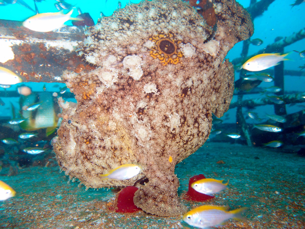 Fowlerichthys senegalensis - Antennarius senegalensis (Senegalese Frogfish - Senegal Anglerfisch)