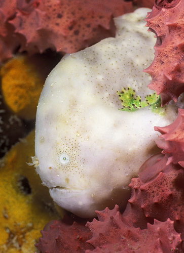 Bougainville's Frogfish (Smooth Angler) -  Histiophryne bougainvilli  - Bougainville's Anglerfisch
