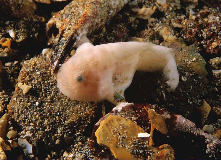 Bougainville's Frogfish, Smooth Angler - <em>Histiophryne bougainvilli</em> - Bougainville's Anglerfisch