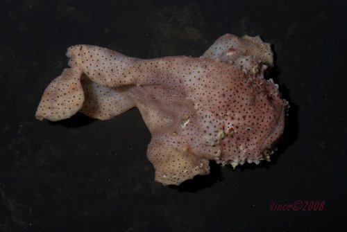 Histiophryne pogonius (Bearded frogfish - Bärtiger Anglerfisch)