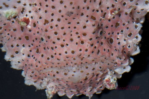 Histiophryne pogonius (Bearded frogfish - Bärtiger Anglerfisch)