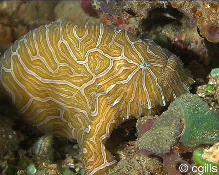 Histiophryne psychedelica - Ambon Frogfish, Moluccan Frogfish, Psychedelic Frogfish / Ambon Anglerfisch, Molukken Anglerfisch, Psychedelischer Anglerfisch