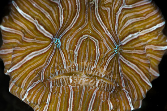 Histiophryne psychedelica - Ambon Frogfish, Moluccan Frogfish, Psychedelic Frogfish / Ambon Anglerfisch, Molukken Anglerfisch, Psychedelischer Anglerfisch