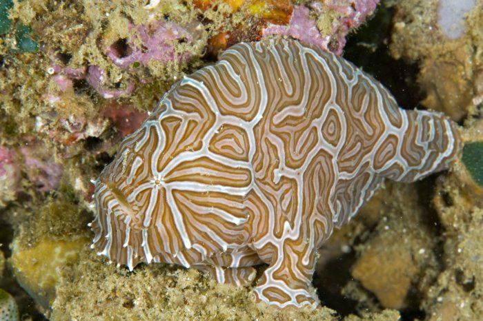 Histiophryne psychedelica - Ambon Frogfish, Moluccan Frogfish, Psychedelic Frogfish / Ambon Anglerfisch, Molukken Anglerfisch, Psychedelischer Anglerfisch