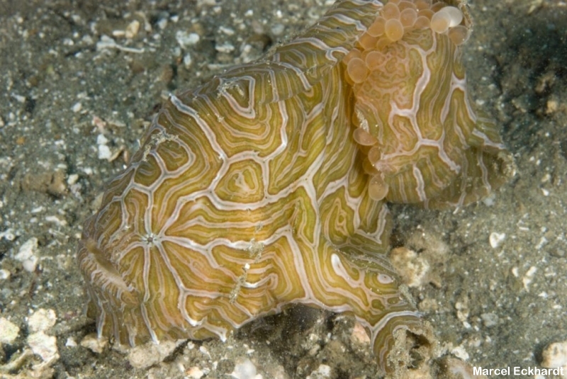 Histiophryne psychedelica - Ambon Frogfish, Moluccan Frogfish, Psychedelic Frogfish / Ambon Anglerfisch, Molukken Anglerfisch, Psychedelischer Anglerfisch