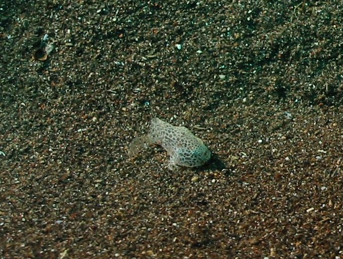 Histiophryne sp1 (honeycomb frogfish  - Wabenmuster Anglerfisch)