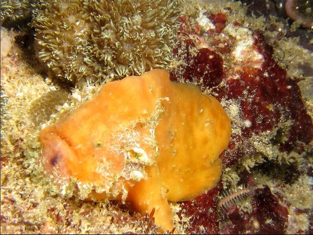 Histiophryne sp3 (Bearded Taiwan Frogfish - Bärtiger Taiwan Anglerfisch)