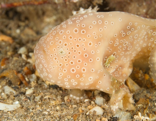 Histiophryne cf cryptacanthus (Variation of the Cryptic Frogfish, Rodless frogfish - Variante des Verborgener Anglerfisches)