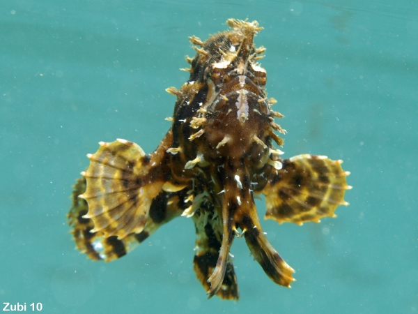 Histrio histrio (Sargassum Frogfish, Sargassumfish - Sargasso Anglerfisch)  Copyright Martin Buschenreithner: Sargassum frogfish (<em>Histrio histrio</em> ) - Sargasso Anglerfisch (<em>Histrio histrio</em> )