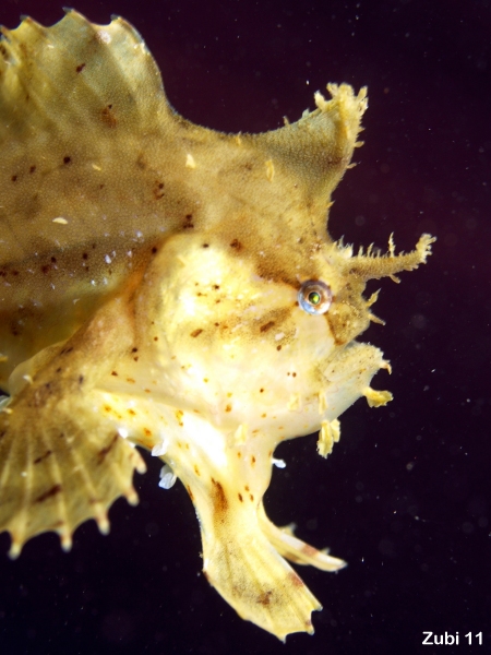 Histrio histrio (Sargassum Frogfish, Sargassumfish - Sargasso Anglerfisch)  Copyright Martin Buschenreithner: Sargassum frogfish (<em>Histrio histrio</em> ) - Sargasso Anglerfisch (<em>Histrio histrio</em> )