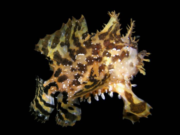 Histrio histrio (Sargassum Frogfish, Sargassumfish - Sargasso Anglerfisch)  Copyright Martin Buschenreithner: Sargassum frogfish (<em>Histrio histrio</em> ) - Sargasso Anglerfisch (<em>Histrio histrio</em> )