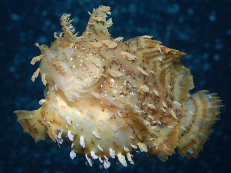 Histrio histrio (Sargassum Frogfish, Sargassumfish - Sargasso Anglerfisch) 