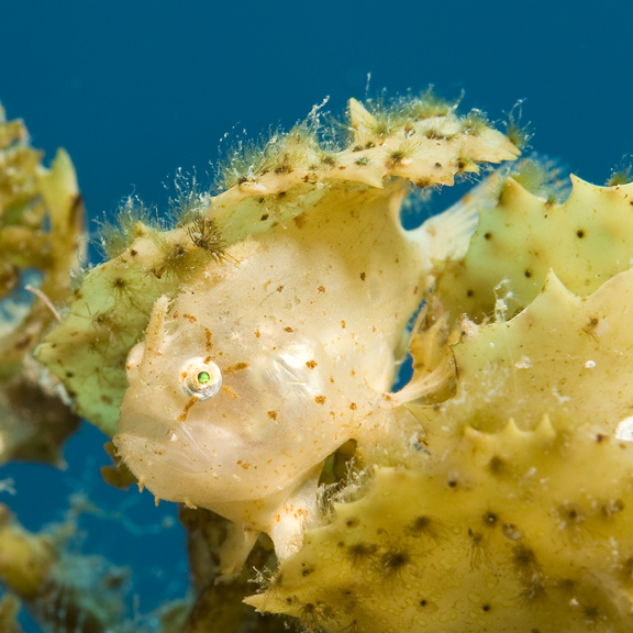 Histrio histrio (Sargassum Frogfish, Sargassumfish - Sargasso Anglerfisch) 