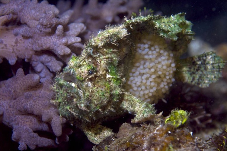 Lophiocharon lithinostomus (Marble-Mouthed Frogfish - Marmor-Maul Anglerfisch)