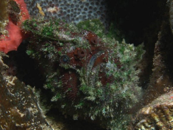 Lophiocharon lithinostomus (Marble-Mouthed Frogfish - Marmor-Maul Anglerfisch) 