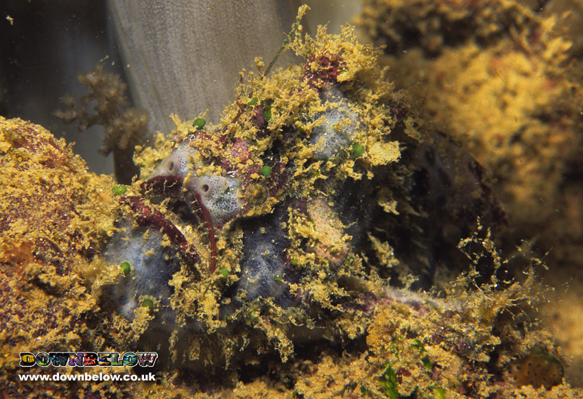 Lophiocharon lithinostomus (Marble-Mouthed Frogfish - Marmor-Maul Anglerfisch) 