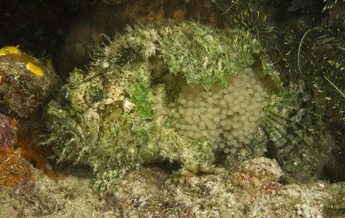 Lophiocharon trisignatus (Three-Spot Frogfish, Spotted-Tail Frogfish - 