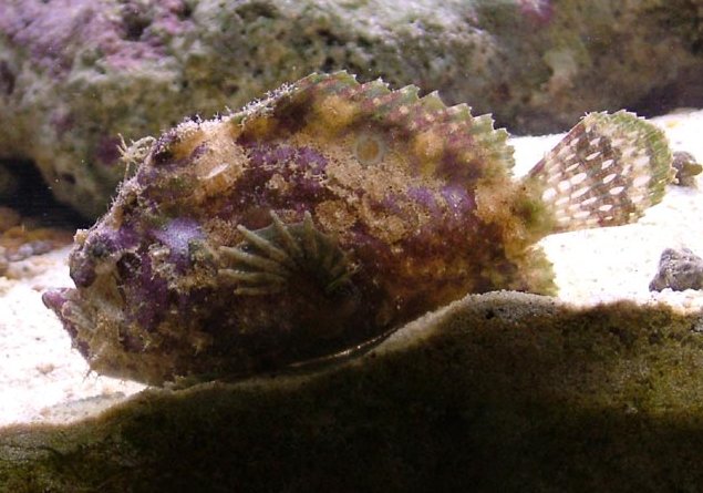 Lophiocharon trisignatus (Three-Spot Frogfish, Spotted-Tail Frogfish - 