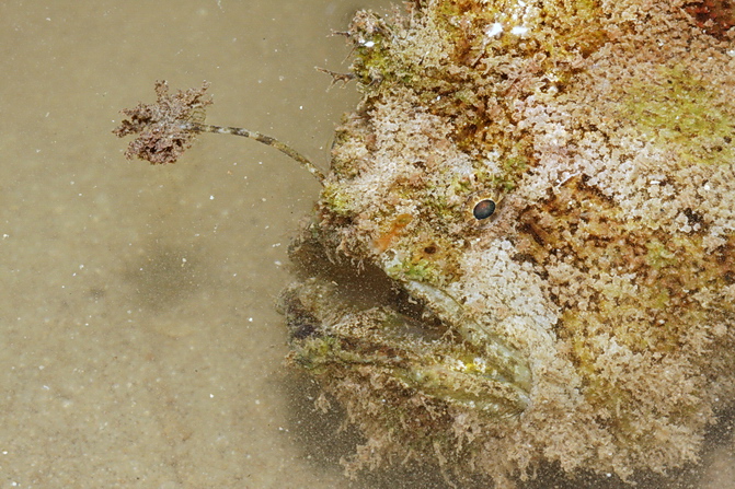 Lophiocharon trisignatus (Three-Spot Frogfish, Spotted-Tail Frogfish - 