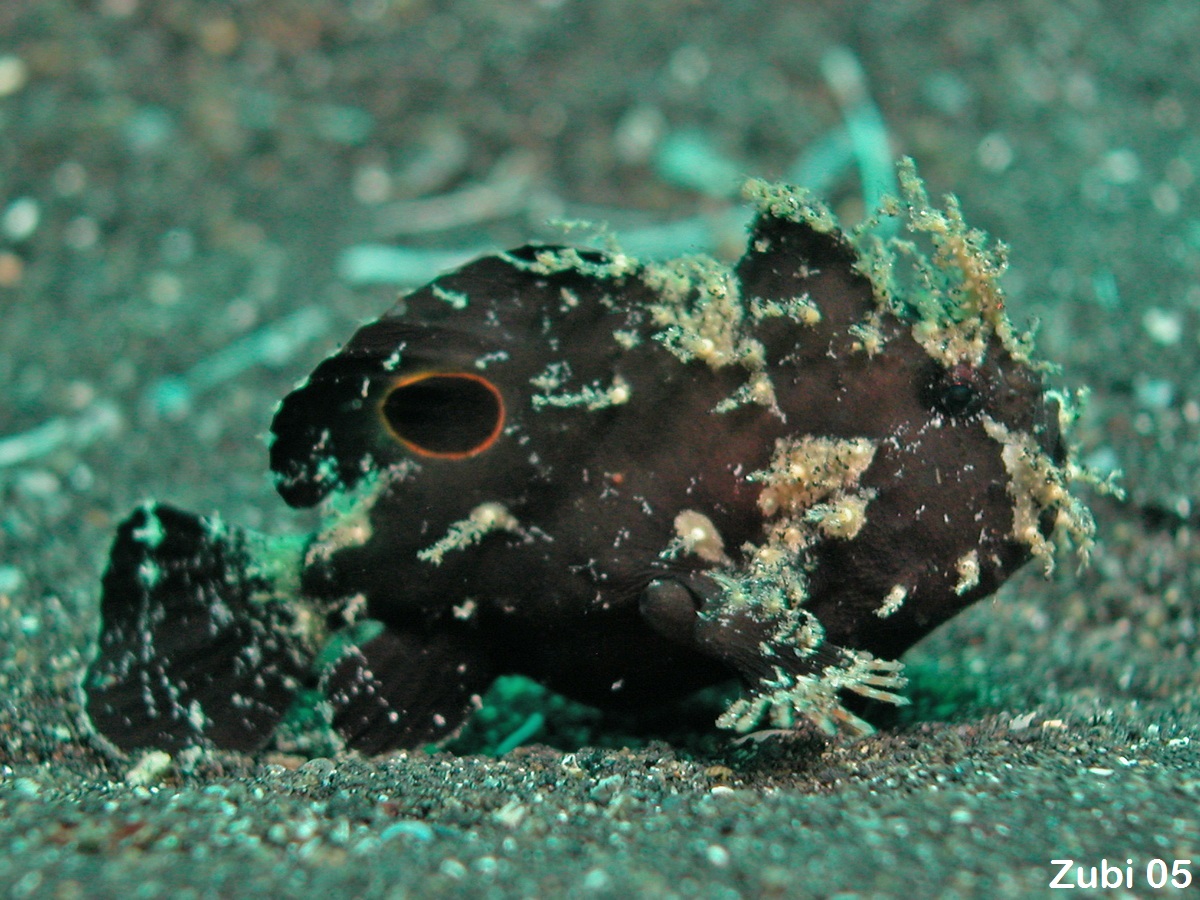 Lembeh Frogfish (Ocellated Frogfish) before Antennatus sp. - Nudiantennarius subteres - Lembeh Anglerfisch (Ocellus Anglerfisch) ehemalig Antennatus sp.