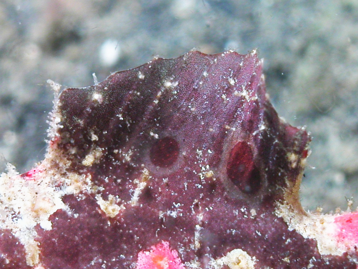 Lembeh Frogfish (Ocellated Frogfish) before Antennatus sp. - Nudiantennarius subteres - Lembeh Anglerfisch (Ocellus Anglerfisch) ehemalig Antennatus sp.