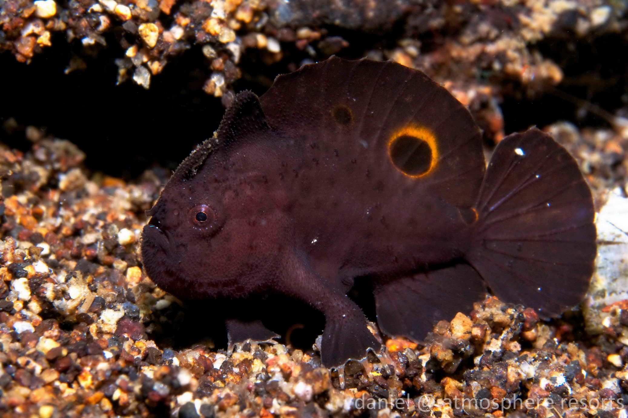 Lembeh Frogfish (Ocellated Frogfish) before Antennatus sp. - Nudiantennarius subteres - Lembeh Anglerfisch (Ocellus Anglerfisch) ehemalig Antennatus sp.