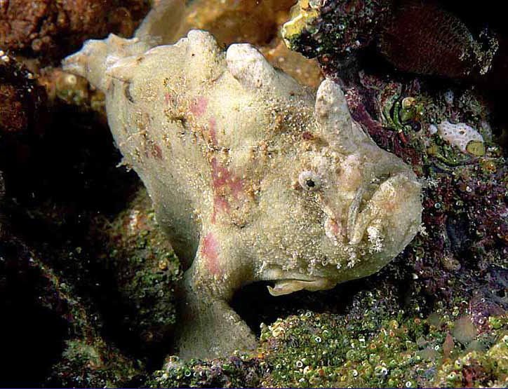 Phyllophryne scortea (Smooth Frogfish - Glatter Anglerfisch)