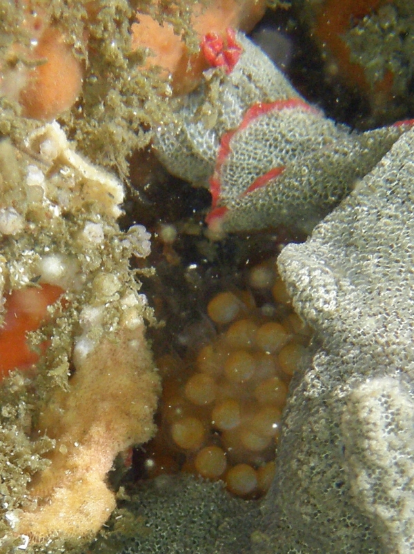  Porophryne erythrodactylus (Bare Island Frogfish / Red-footed Frogfish - Bare Island Anglerfisch / Rotfuss-Anglerfisch)