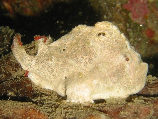  Porophryne erythrodactylus (Bare Island Frogfish / Red-footed Frogfish - Bare Island Anglerfisch / Rotfuss-Anglerfisch)