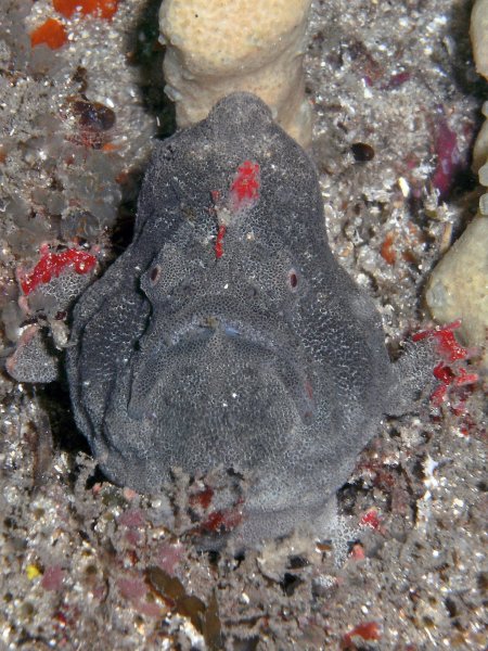  Porophryne erythrodactylus (Bare Island Frogfish / Red-footed Frogfish - Bare Island Anglerfisch / Rotfuss-Anglerfisch)