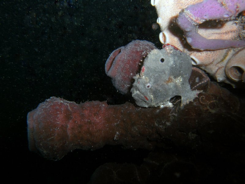  Porophryne erythrodactylus (Bare Island Frogfish / Red-footed Frogfish - Bare Island Anglerfisch / Rotfuss-Anglerfisch)