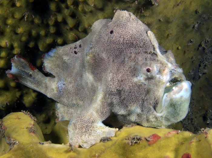  Porophryne erythrodactylus (Bare Island Frogfish / Red-footed Frogfish - Bare Island Anglerfisch / Rotfuss-Anglerfisch)