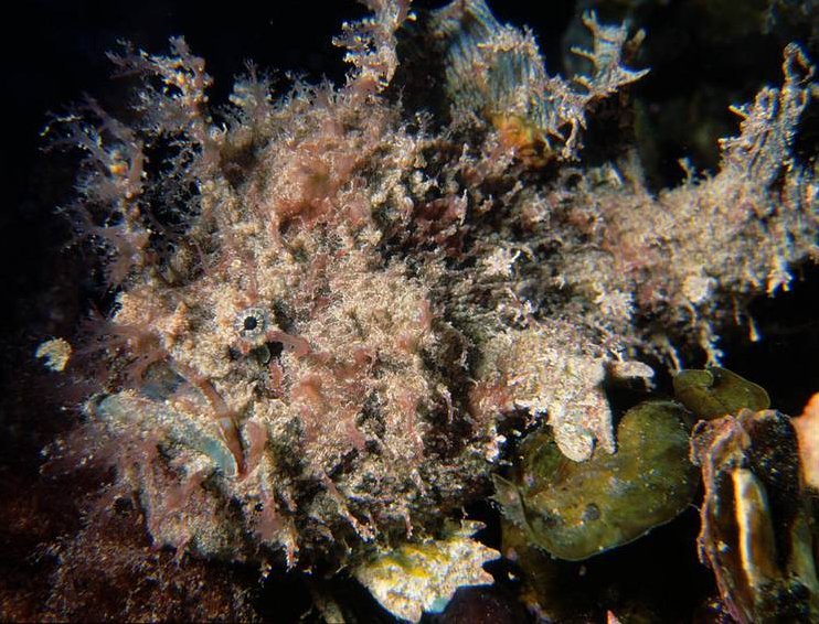 Rhycherus gloveri (Glover's Frogfish - Glover's Anglerfisch)