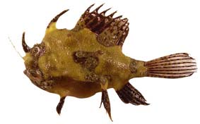 Tathicarpus butleri (Butler's Frogfish - Butler's Anglerfisch)