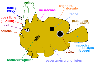 poissons-grenouilles est également connu comme l'antennaire, le poissons pêcheurs ou poisson-crapaud