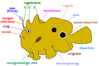 Frogfish terms for identification