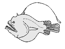 Diceratiidae (Double anglers - Doppel-Angler)