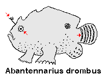 Antennarius drombus Freckled Frogfish - Sonnensprossen Anglerfisch