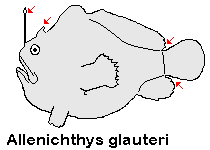 Allenichthys glauerti Glauert's Frogfish - Glauert Anglerfisch 