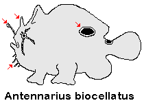 Antennarius biocellatus Brackish-Water frogfish (Twinspot Frogfish) - Brackwasser Anglerfisch 