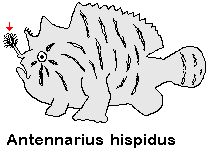 Antennarius hispidus Hispid frogfish - Hispid Anglerfisch