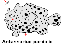 Antennarius pardalis   Leopard frogfish - Leoparden Anglerfisch 