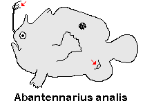 Antennarius analis Tail-Jet Frogfish - "Schwanz-Öffnung" Anglerfisch 