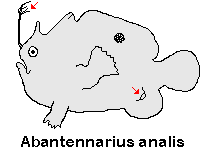 Antennatus analis - Antennarius analis Tail-Jet Frogfish - "Schwanz-Öffnung" Anglerfisch 